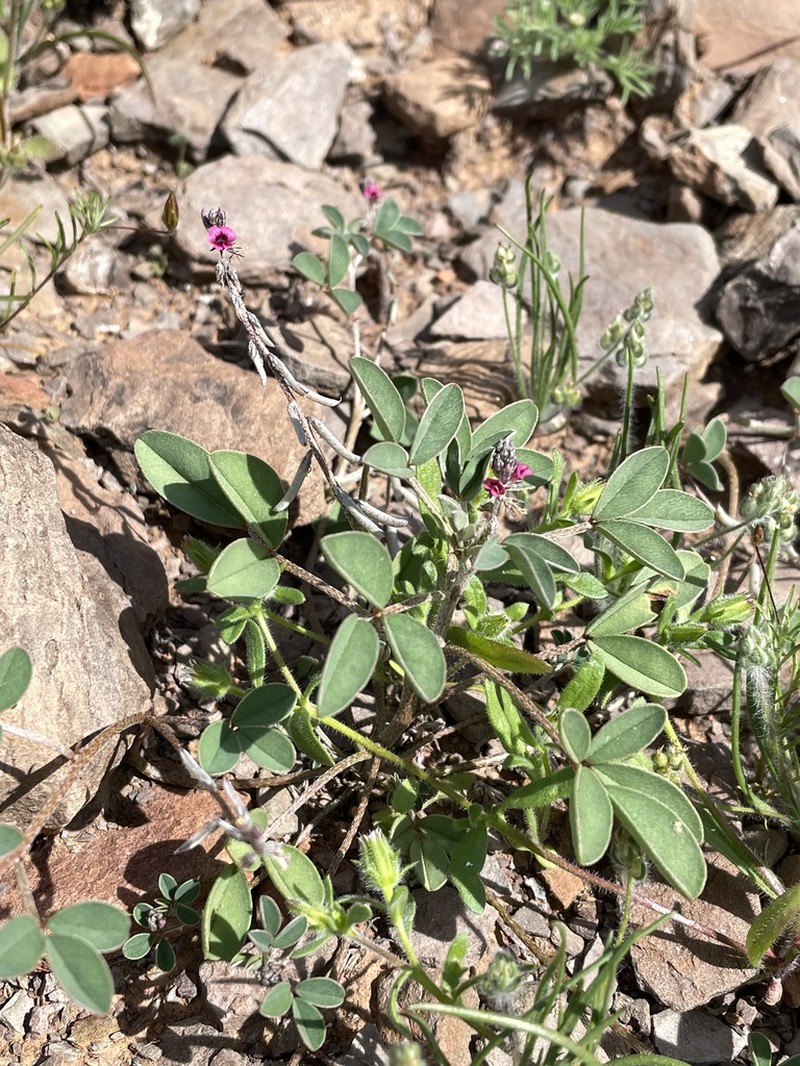 Indigofera barkeri photo 5