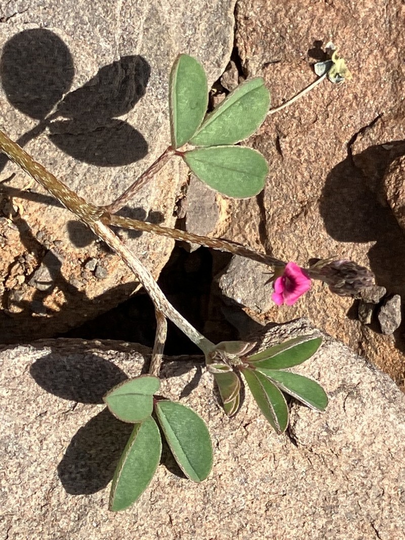Indigofera barkeri photo 6