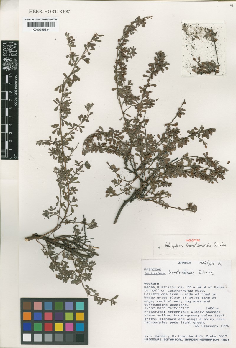 Indigofera barotseensis