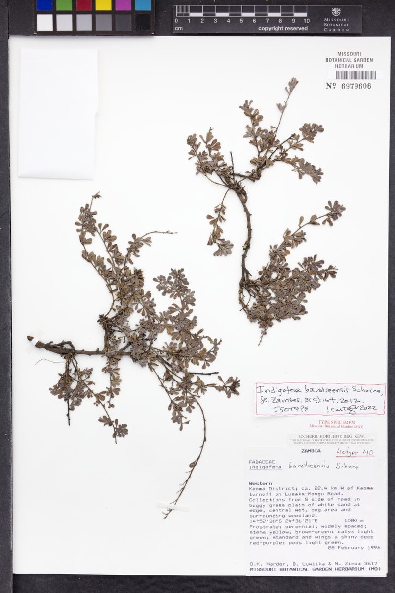 Indigofera barotseensis photo 2