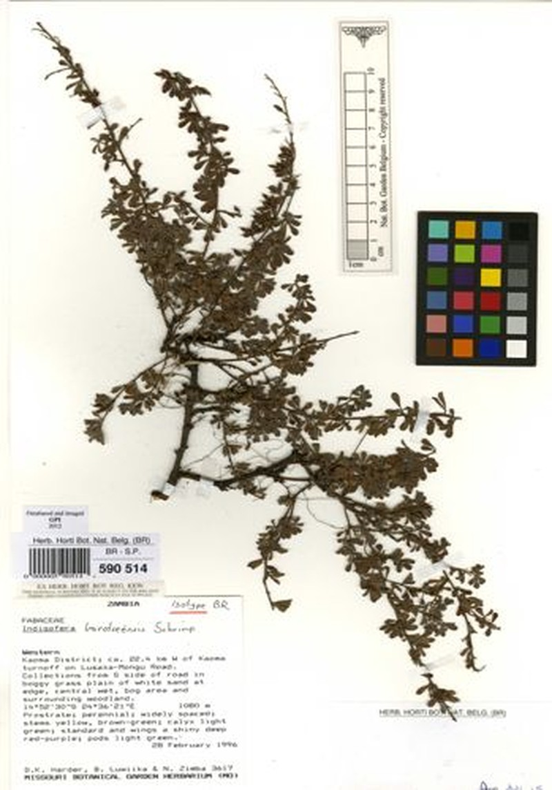 Indigofera barotseensis photo 3