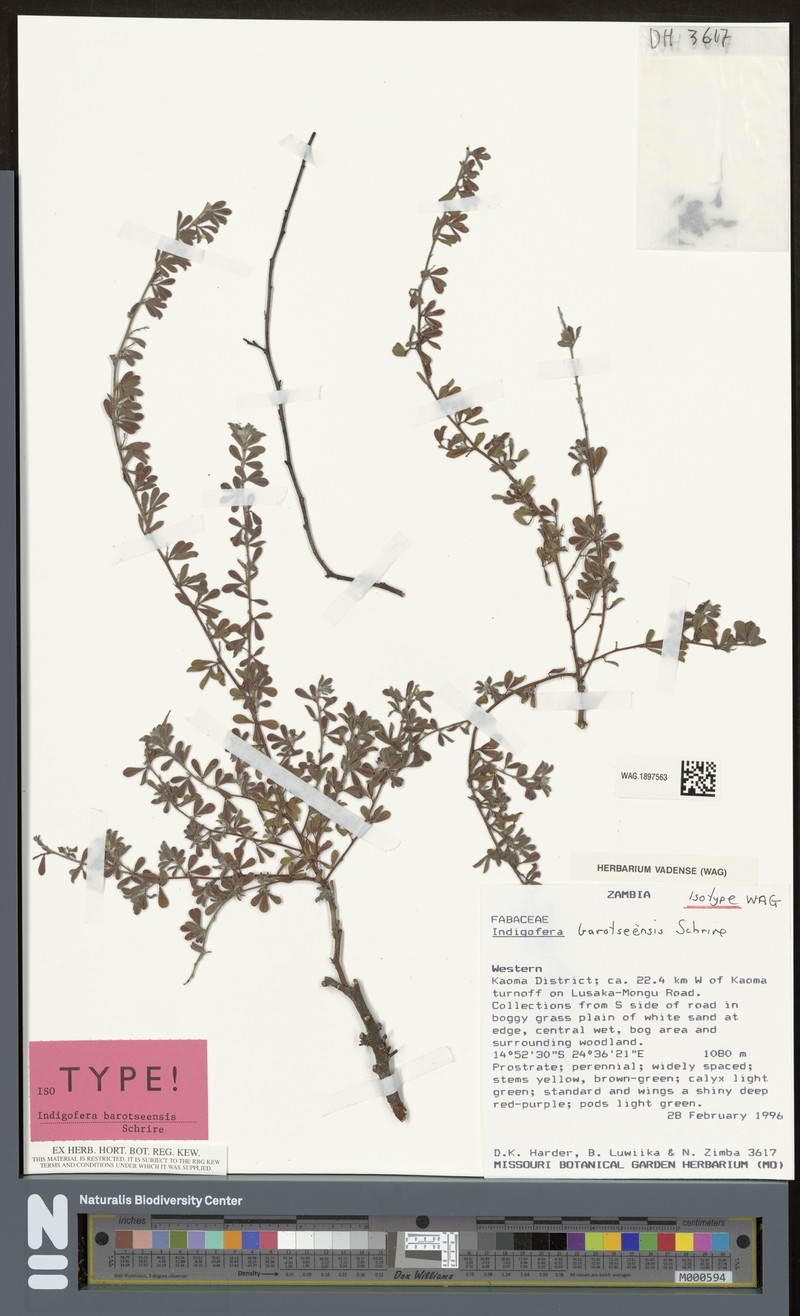 Indigofera barotseensis photo 4