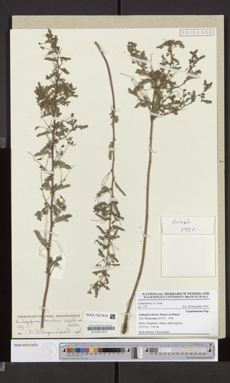 Indigofera barteri