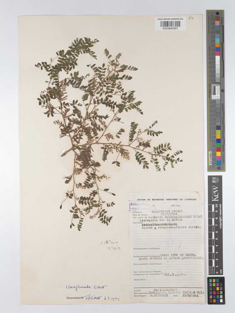 Indigofera barteri photo 2