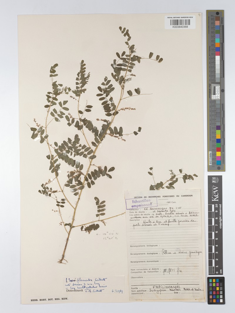 Indigofera barteri photo 3