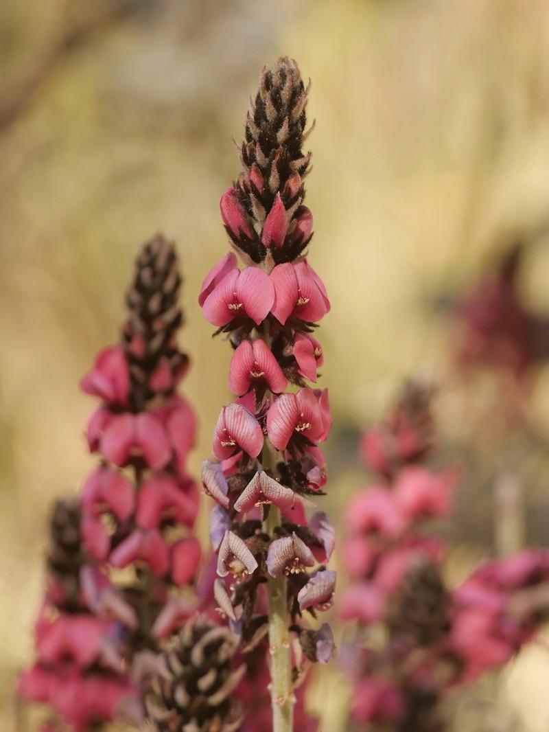Indigofera basedowii