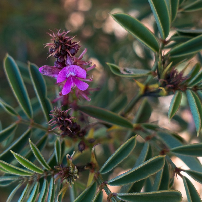Indigofera basedowii photo 2