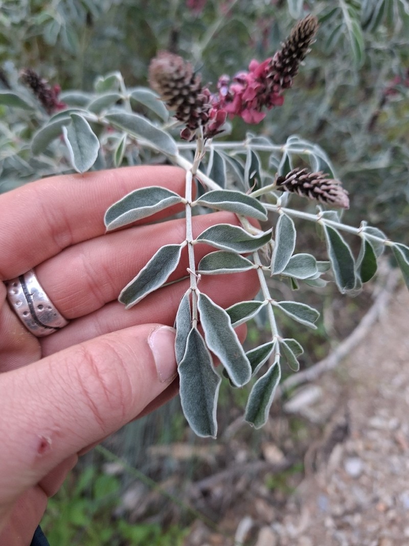 Indigofera basedowii photo 3