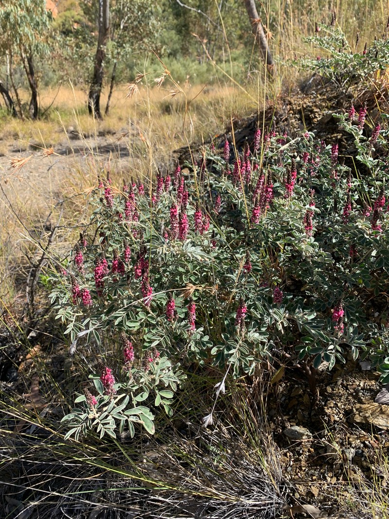 Indigofera basedowii photo 4