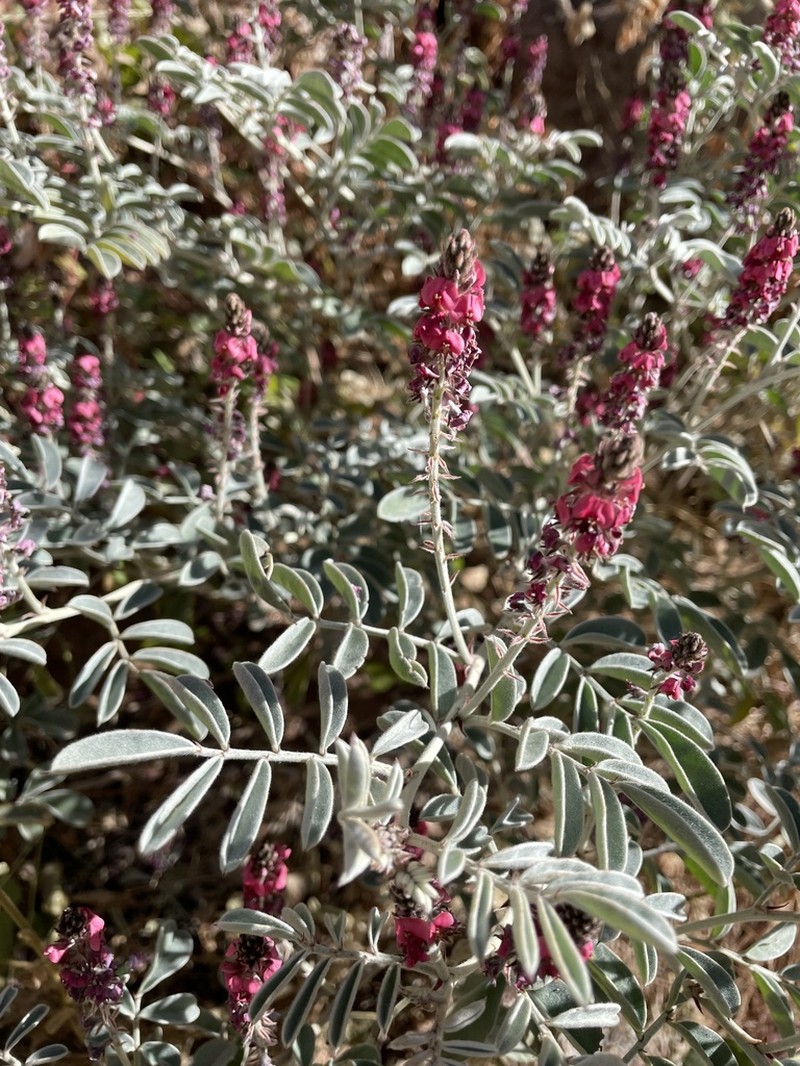 Indigofera basedowii photo 5
