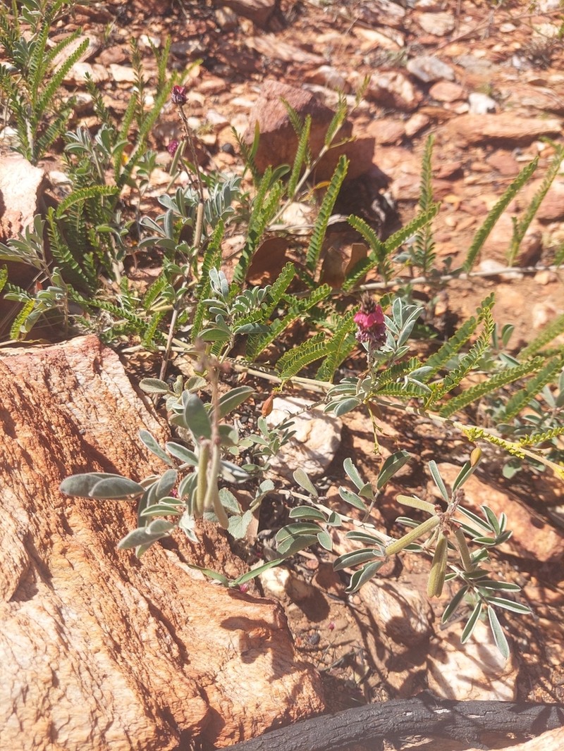 Indigofera basedowii photo 6
