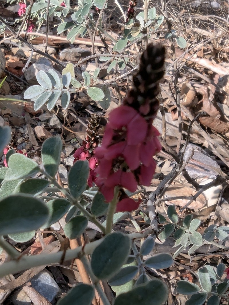 Indigofera basedowii photo 7