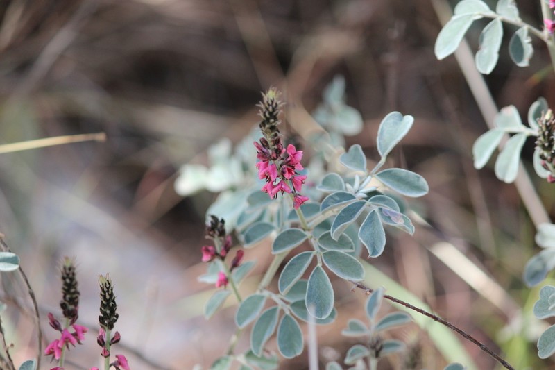 Indigofera basedowii photo 8