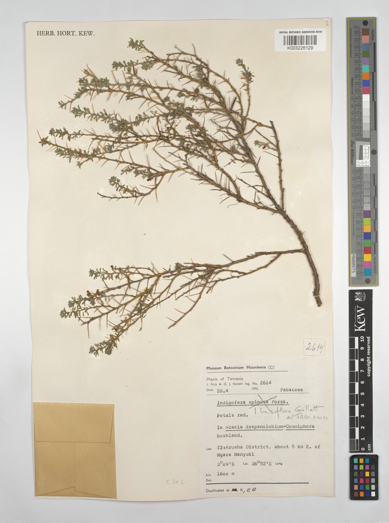 Indigofera basiflora