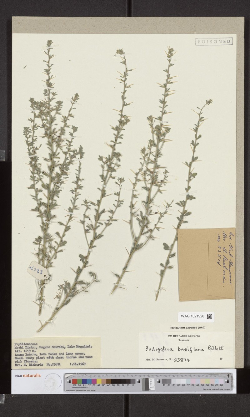 Indigofera basiflora photo 2