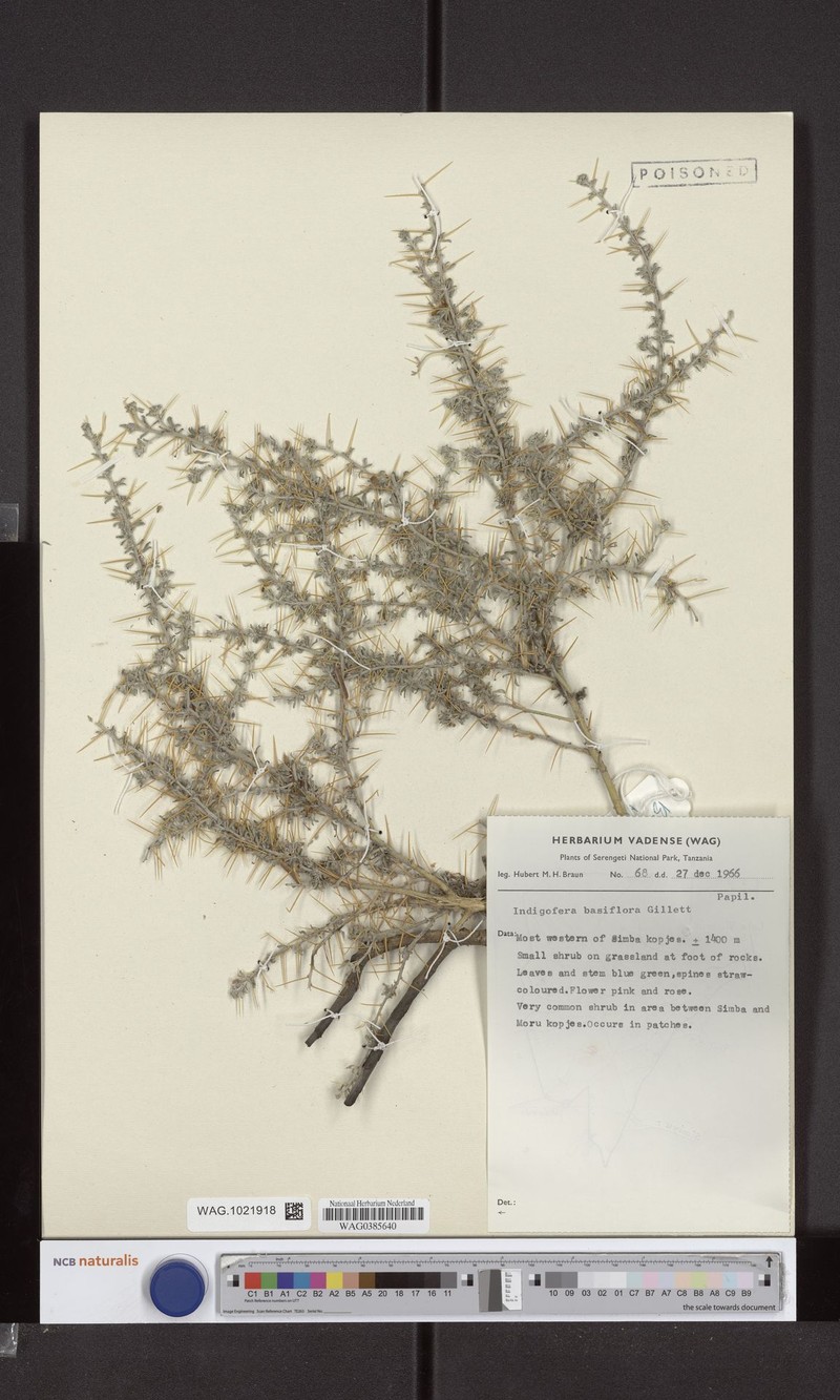 Indigofera basiflora photo 3