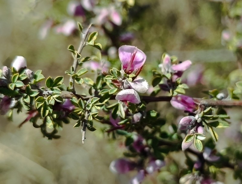 Indigofera basotha photo 2