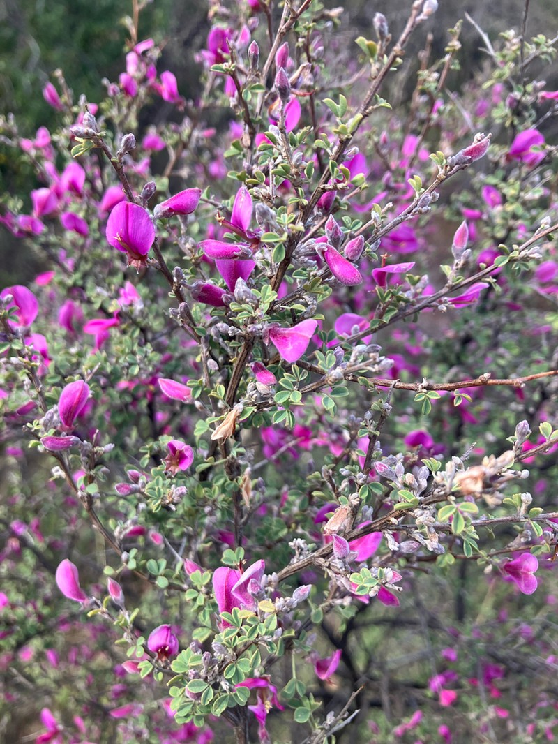 Indigofera basotha photo 3