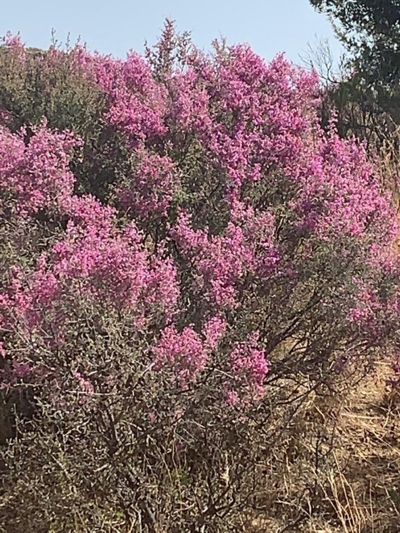 Indigofera basotha photo 4