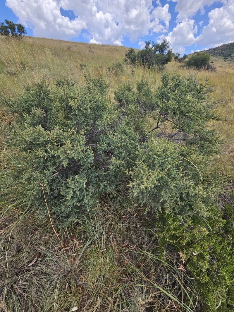 Indigofera basotha photo 5