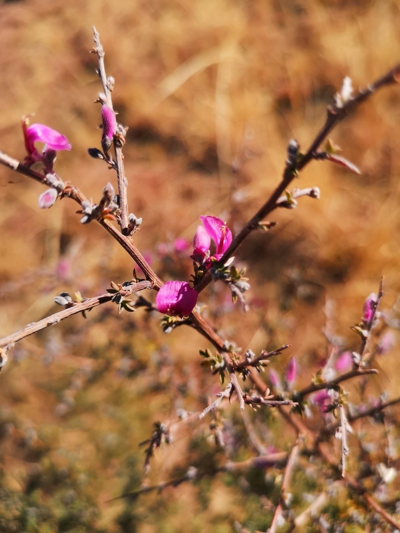 Indigofera basotha photo 6