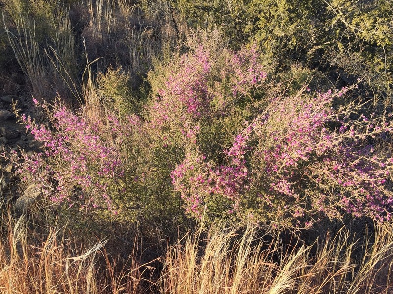 Indigofera basotha photo 8