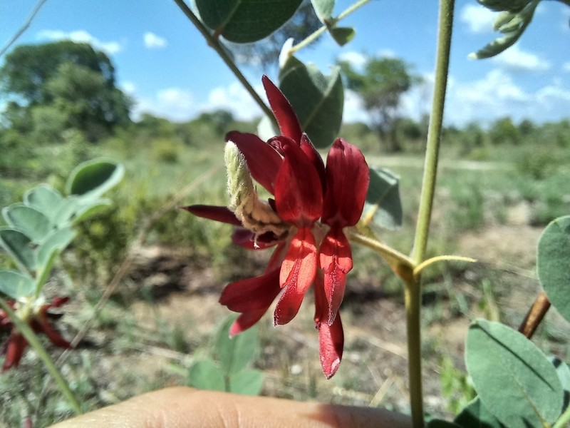 Indigofera baumiana photo 2