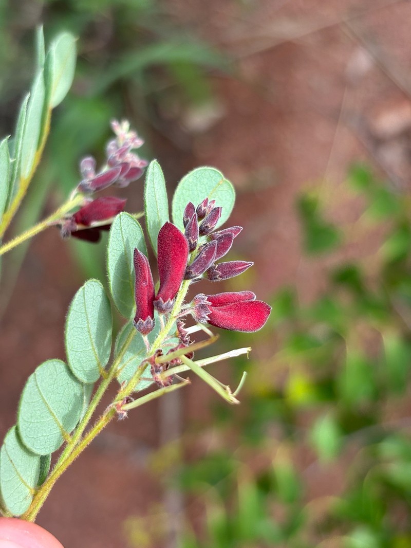 Indigofera baumiana photo 4