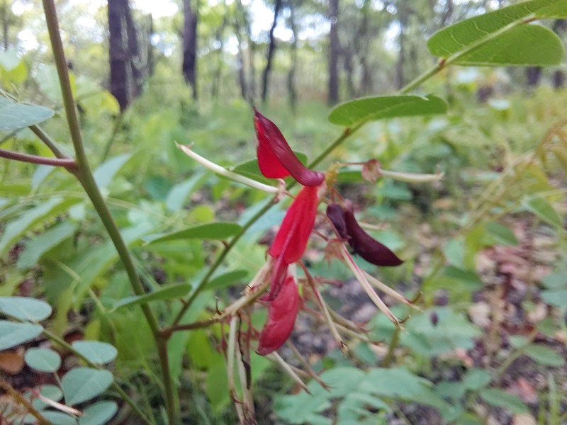 Indigofera baumiana photo 5