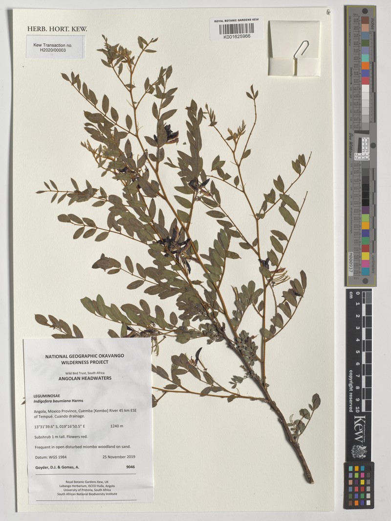 Indigofera baumiana photo 7