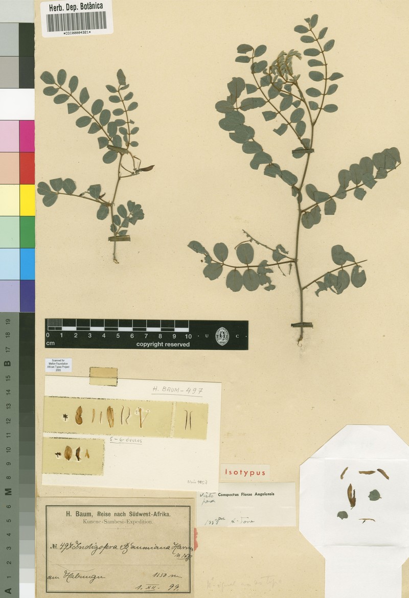 Indigofera baumiana