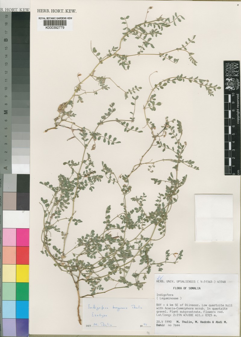 Indigofera bayensis