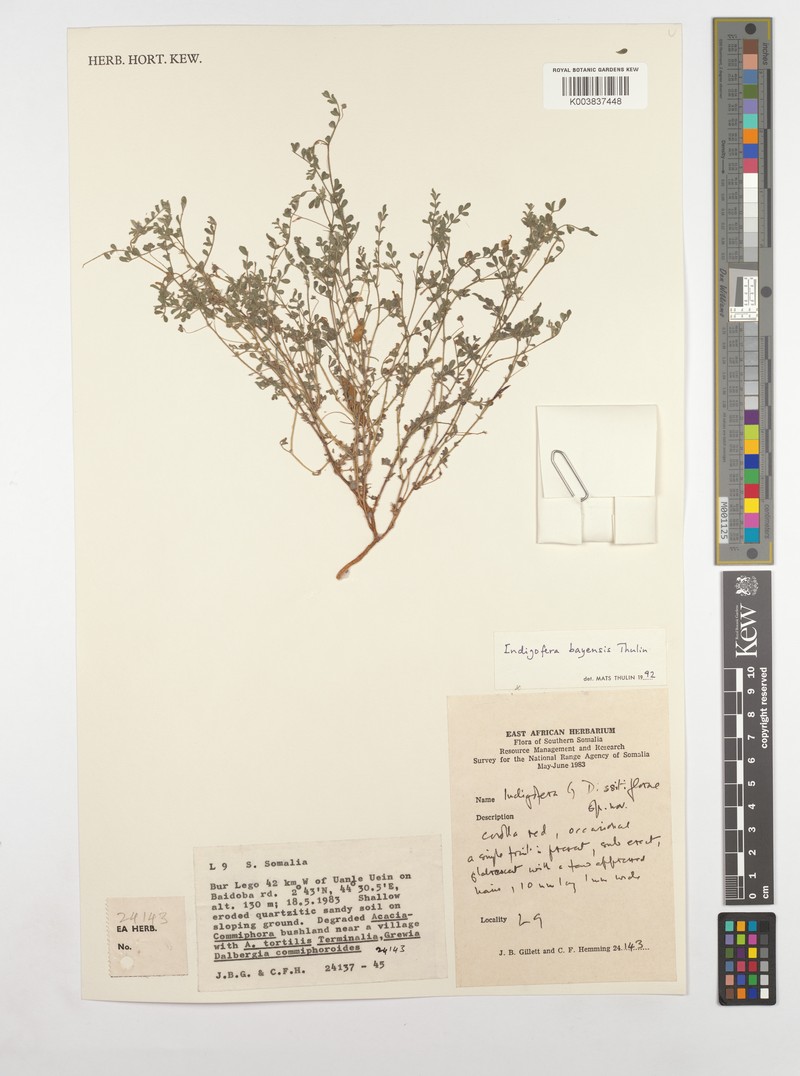 Indigofera bayensis photo 2