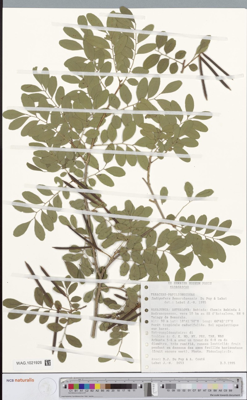 Indigofera bemarahaensis