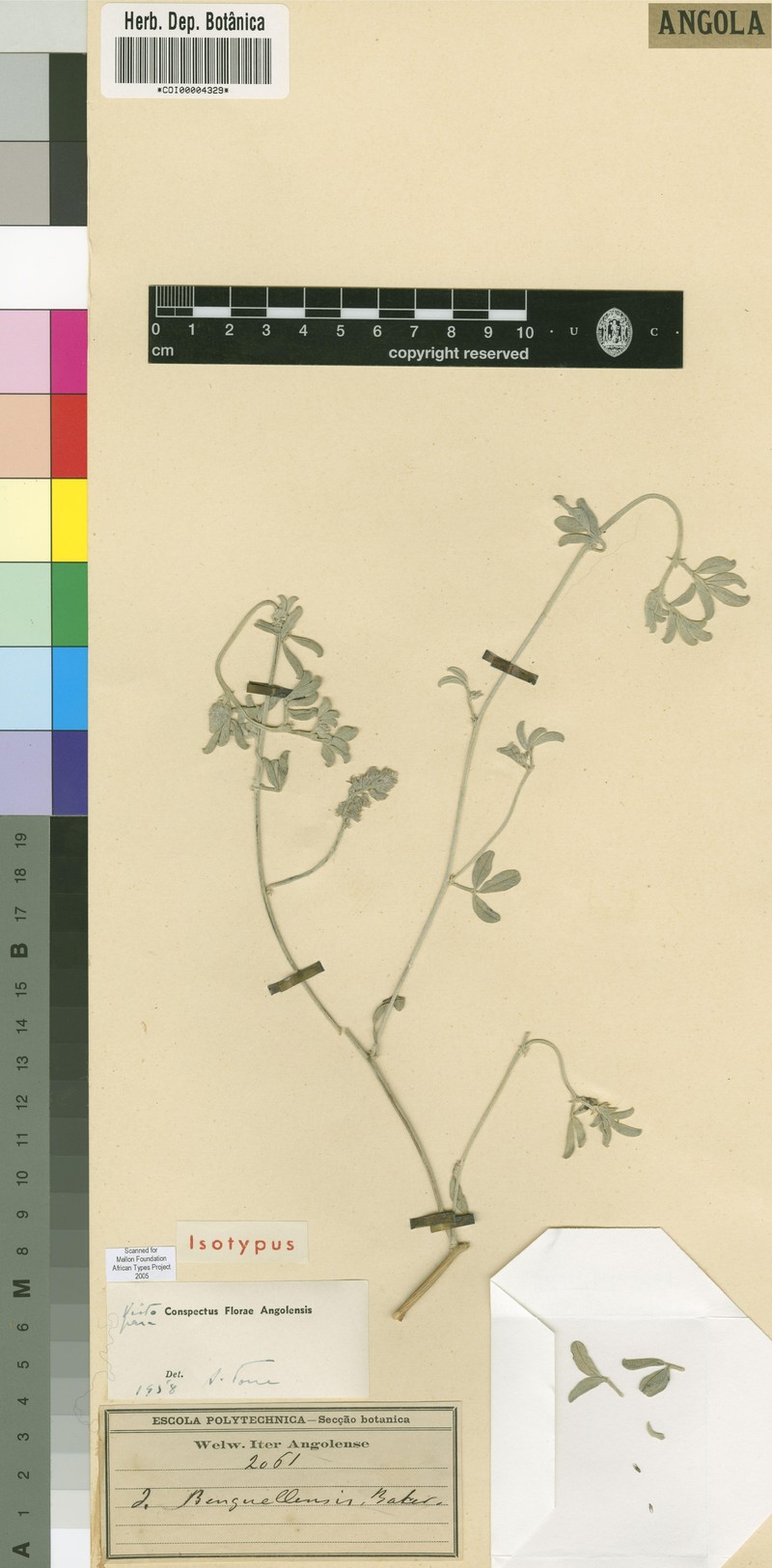 Indigofera benguellensis
