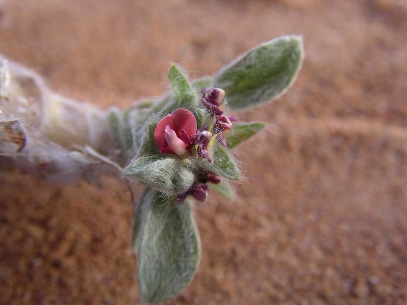 Indigofera berhautiana