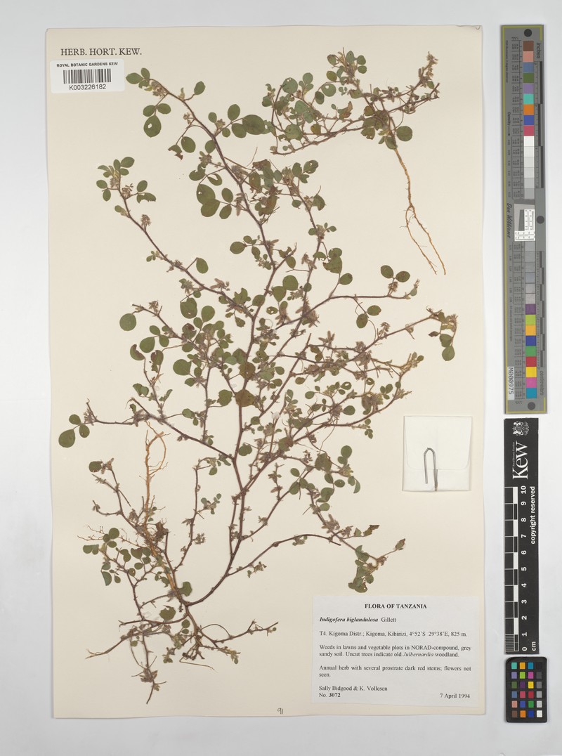 Indigofera biglandulosa