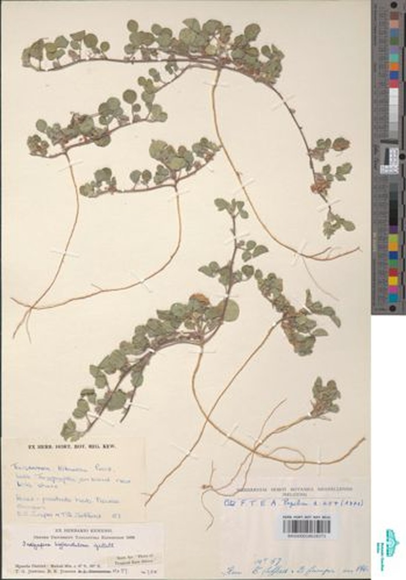 Indigofera biglandulosa photo 2