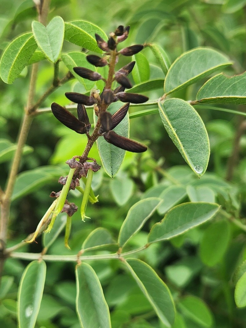 Indigofera binderi