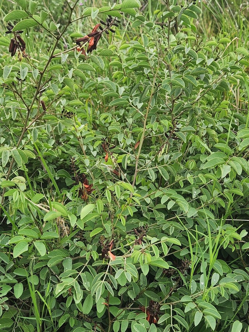 Indigofera binderi photo 2