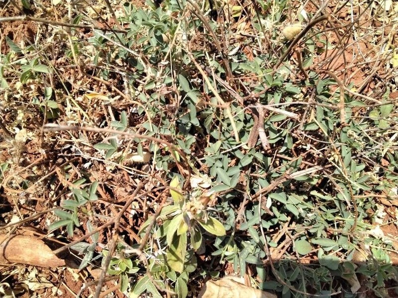 Indigofera binderi photo 3