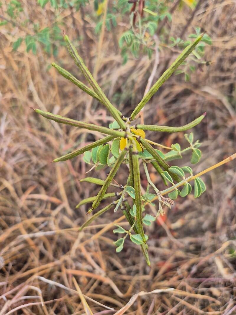 Indigofera binderi photo 4