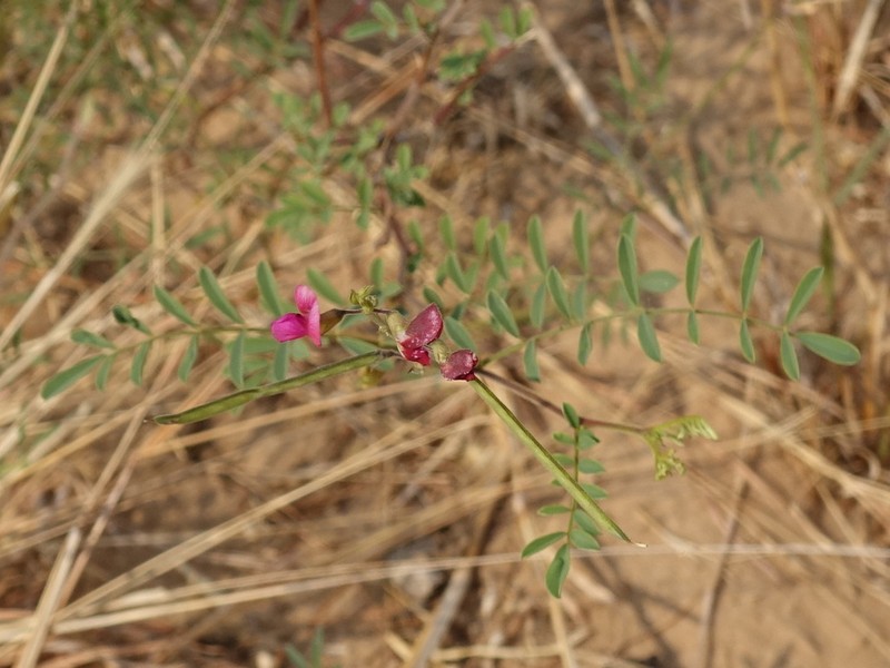 Indigofera blaiseae