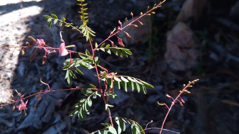Indigofera blaiseae photo 2
