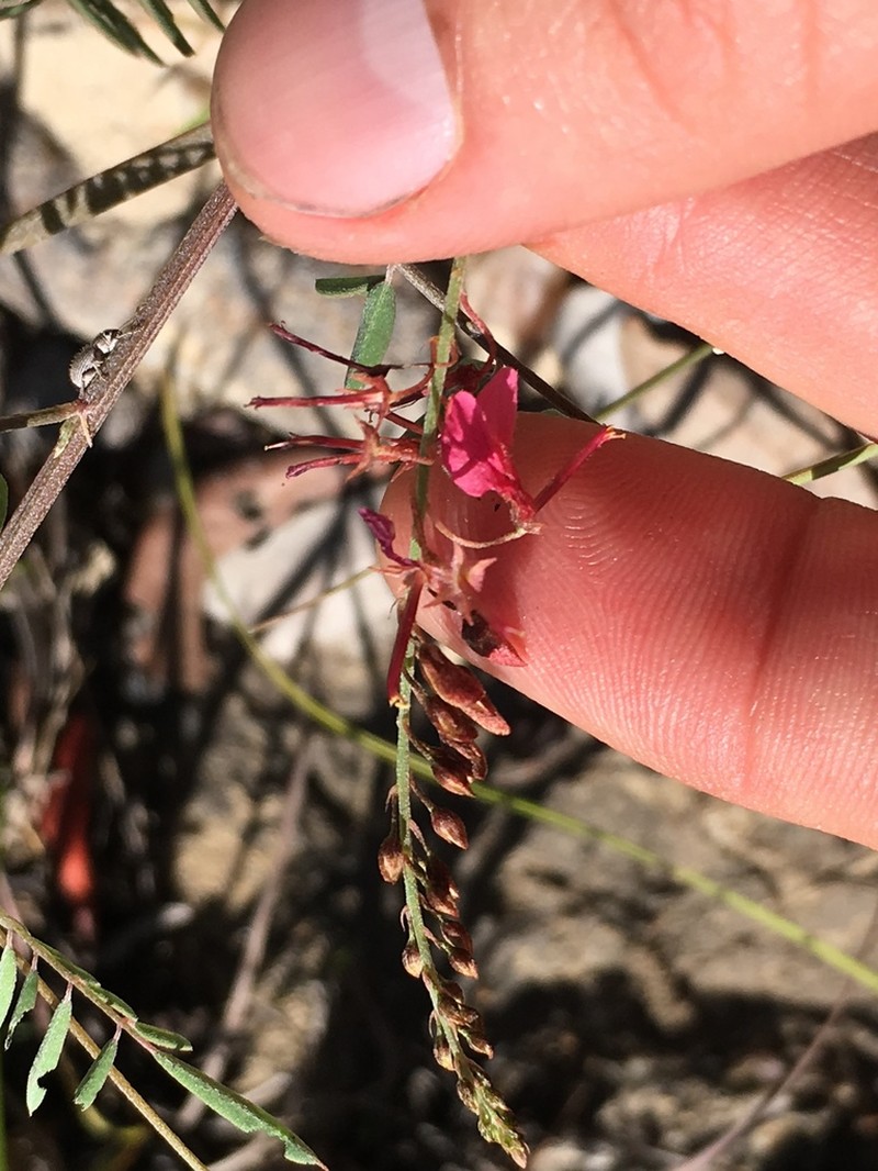 Indigofera blaiseae photo 3