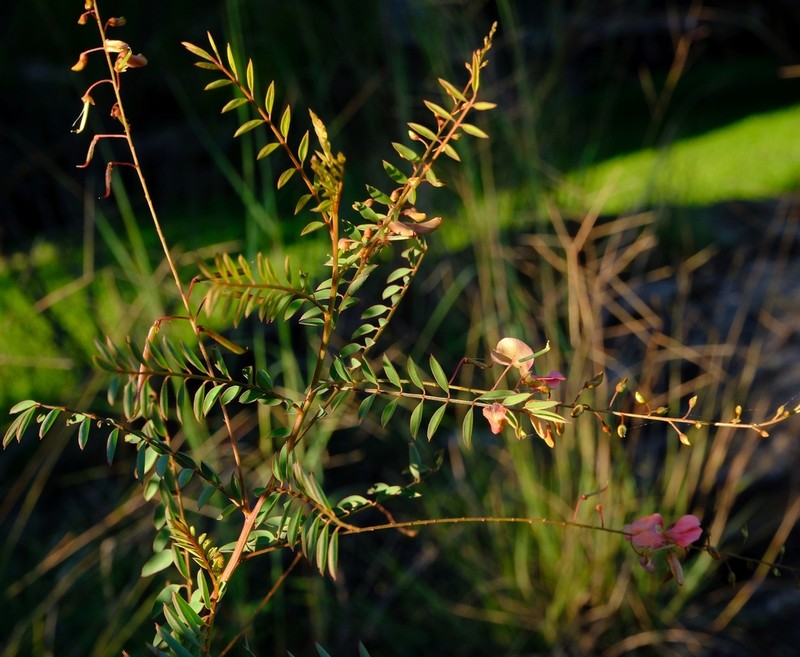 Indigofera blaiseae photo 4