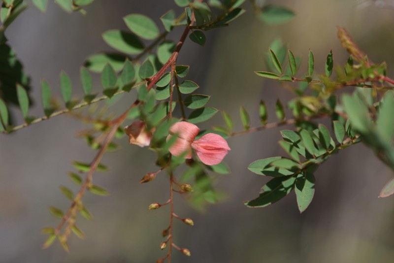 Indigofera blaiseae photo 5