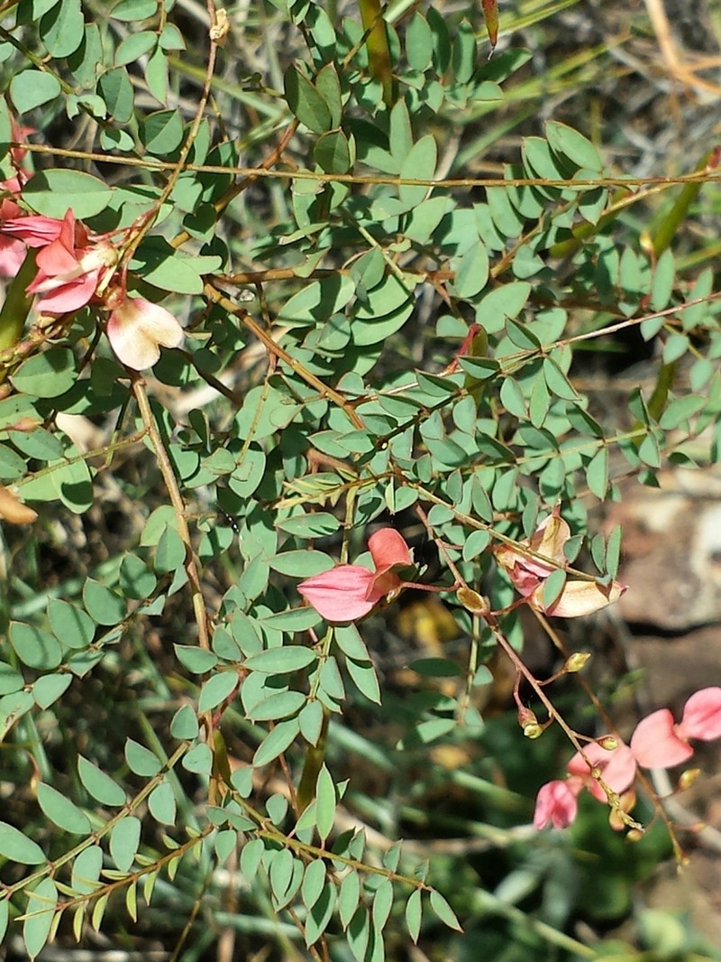 Indigofera blaiseae photo 6