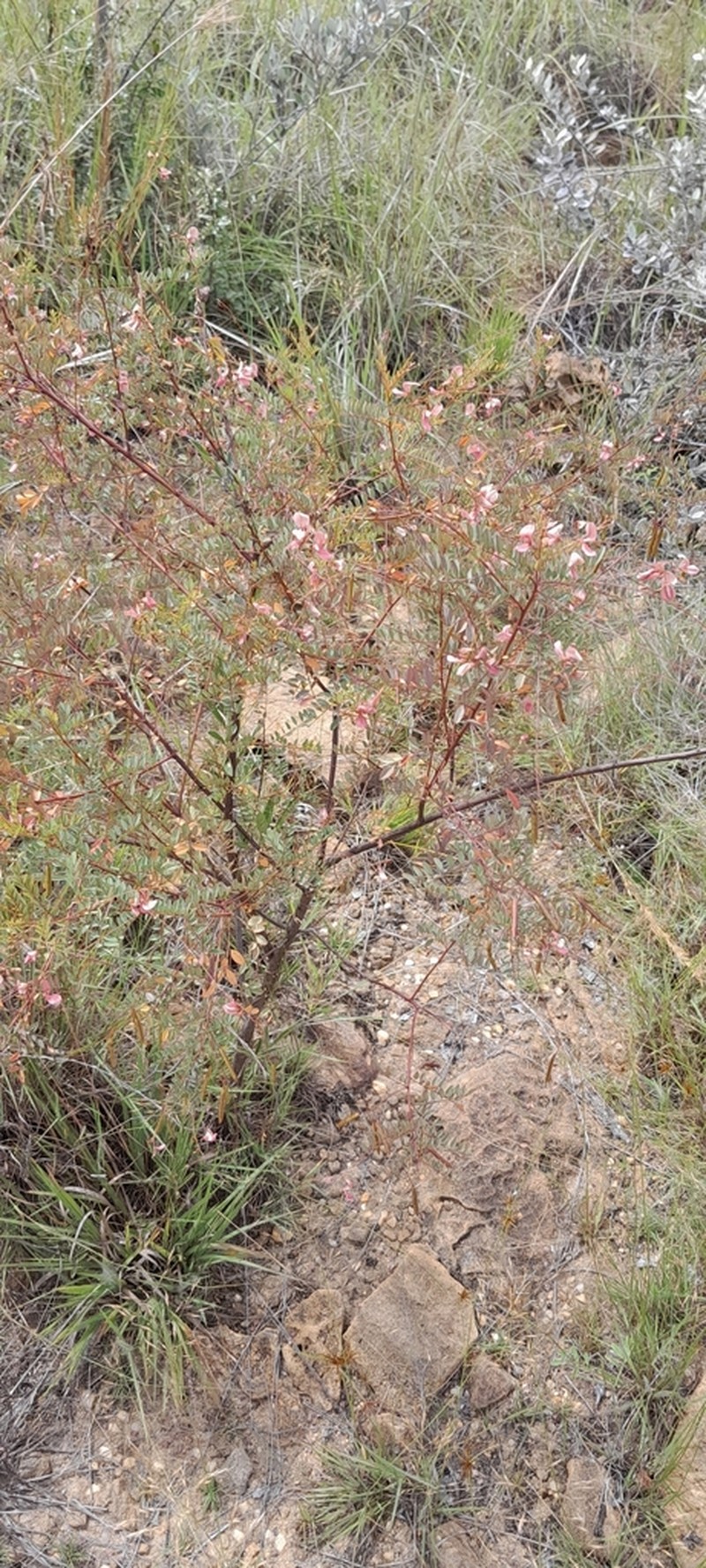 Indigofera blaiseae photo 7