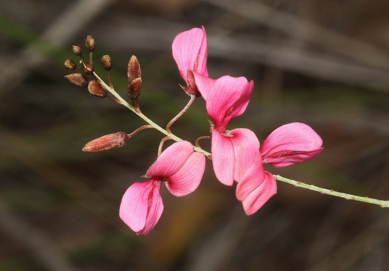 Indigofera blaiseae photo 8